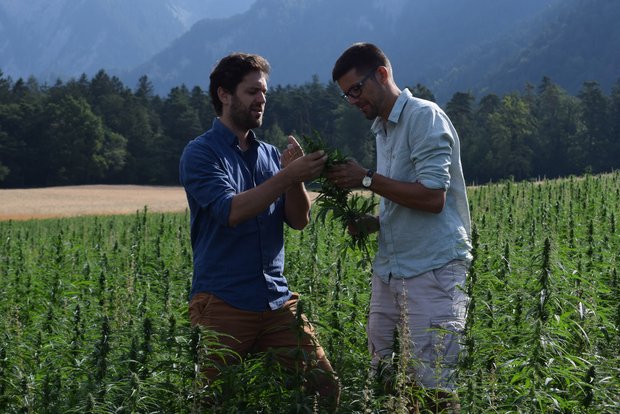 Carlo Weber (links) und Emanuel Schütt von der AlpenPionier AG wollen den Anbau von Speisehanf in der ganzen Schweiz vorantreiben. (Bilder Stefanie Giger)