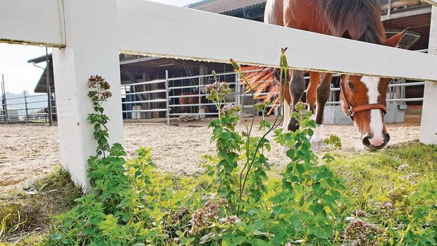 Willkommener Wildwuchs: Wilder Oregano am Rand eines Sandplatzes bildet eine wertvolle Insekteninsel und ist hübsch anzusehen.