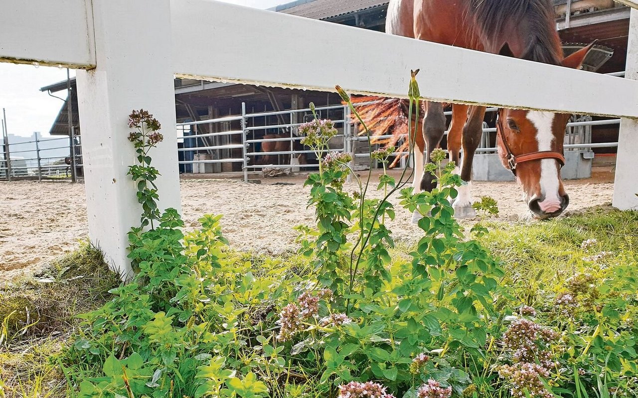 Willkommener Wildwuchs: Wilder Oregano am Rand eines Sandplatzes bildet eine wertvolle Insekteninsel und ist hübsch anzusehen.