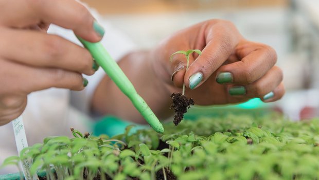 Syngenta gibt sich grün Mit der Zusammenarbeit mit TNC pflanzt Syngenta einen weiteren Setzling seines "Good Growth Plans". Verpflichtungen gibt es aber eigentlich keine. (Bild Syngenta)