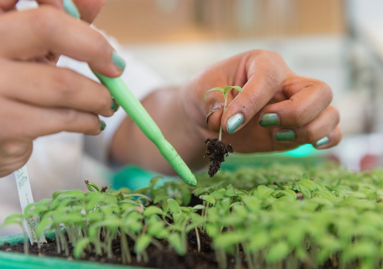 Mit der Zusammenarbeit mit TNC pflanzt Syngenta einen weiteren Setzling seines "Good Growth Plans". Verpflichtungen gibt es aber eigentlich keine. (Bild Syngenta)