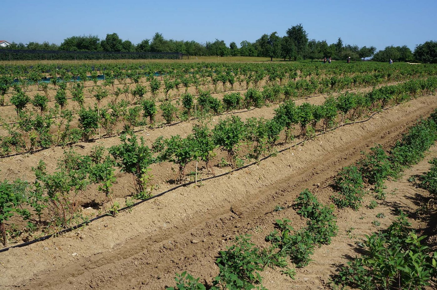 Thomas Burren pflanzte auf 1,1 Hektaren Haskap an. (Martin Brunner) 