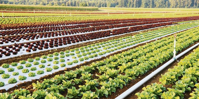 Die Region Seeland ist bekannt für ihren Gemüseanbau. Kommt das Projekt nicht zustande, wäre das ein grosser Schaden. (Bild BauZ)