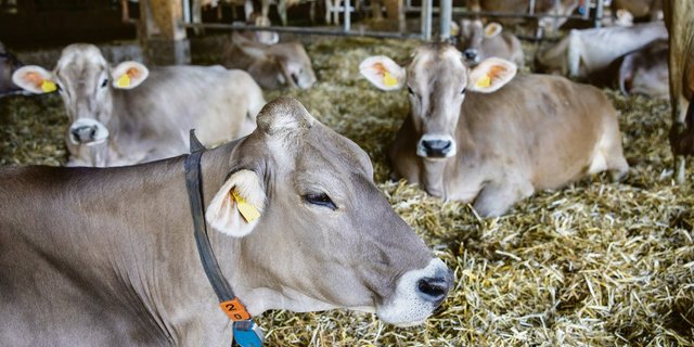Tierwohl wird bei den Milchproduzenten gross geschrieben.(Bild «die grüene»)