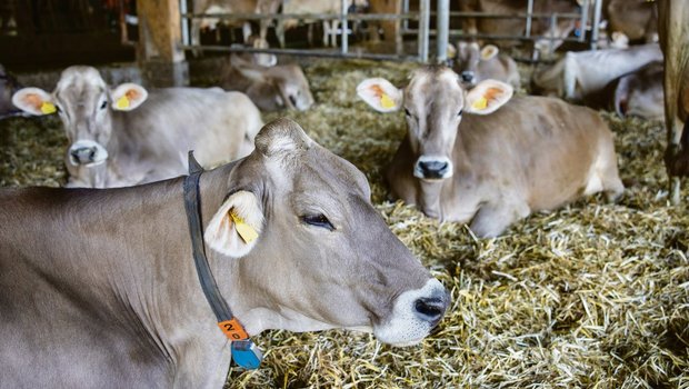 Tierwohl wird bei den Milchproduzenten gross geschrieben.(Bild «die grüene»)