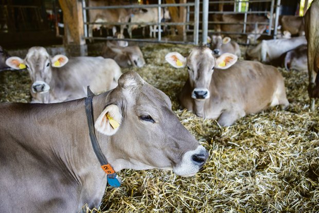 Ein Jahr «Grüner Teppich»: Positive Bilanz auf dem Milchmarkt Tierwohl wird bei den Milchproduzenten gross geschrieben.(Bild «die grüene»)