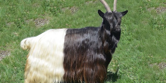 Die Schwarzhalsziegen sind der Grund für die Tumulte unter Ziegenzüchtern. Drei Züchter sollen ihre Tiere manipuliert haben.  (Bild zVg SZZV)