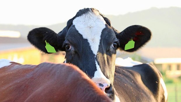Bereits Tausende von Tieren wurden in Ungarn und der Slowakei aufgrund der MKS gekeult. Auch für die Schweiz besteht ein permanentes Risiko der Seucheneinschleppung. 