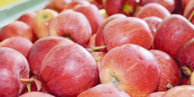 Die Apfelernte steht vor der Türe.(Bild BauZ)