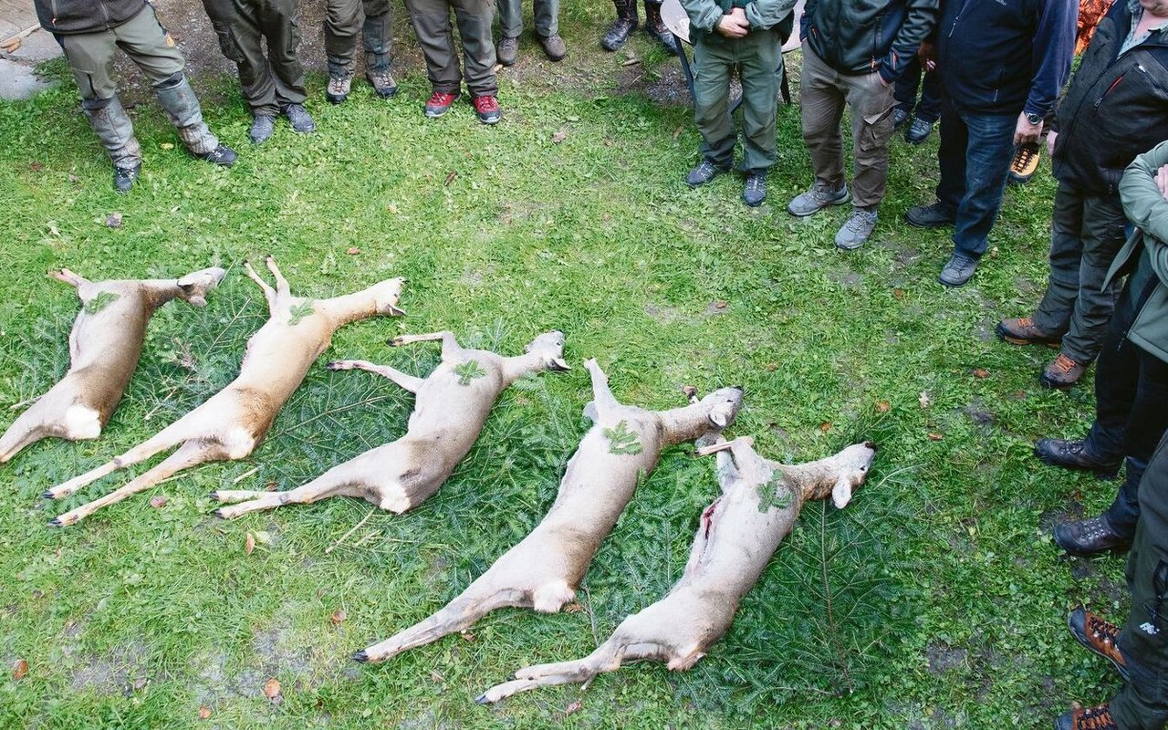 Werden genügend Wildtiere zur Walderhaltung erlegt? Jäger und Forstleute sind sich darüber uneinig. 