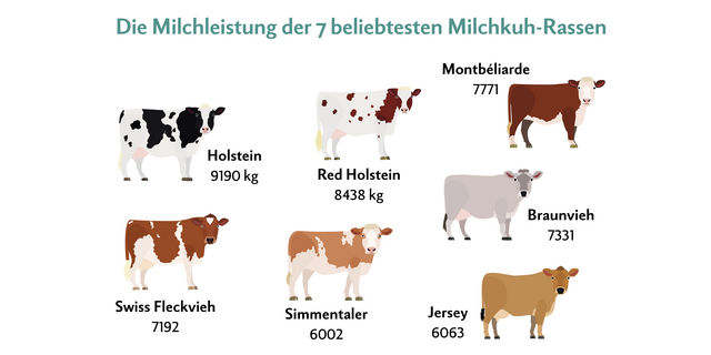 Die 7 Milchkuh-Rassen mit der höchsten Milchleistung.