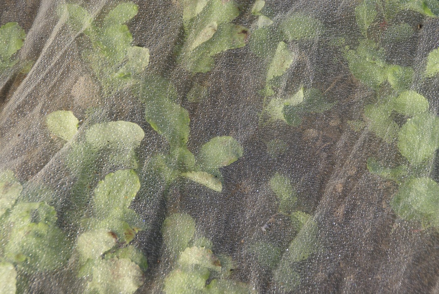 Netzeinsatz in Radies zum Schutz vor Kohlfliegen-Befall. (Bild Agroscope)