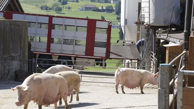 Abladen der Sauen auf dem Deckbetrieb. (Bilder mg)