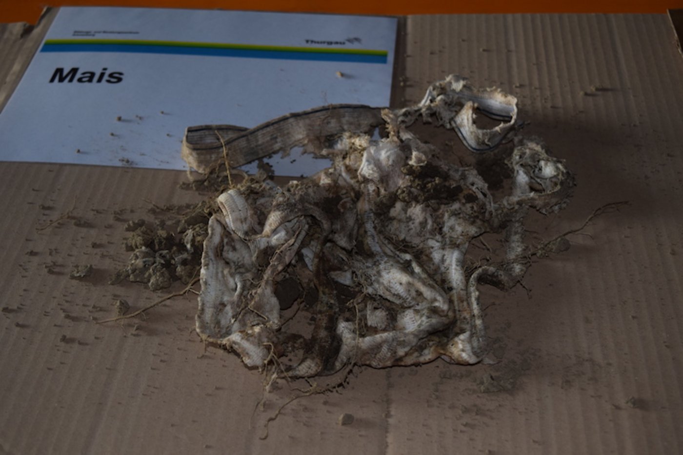 Schlechter war der Verrottungsprozess im Maisfeld. Das zeugt von einer tieferen mikrobiellen Aktivität.