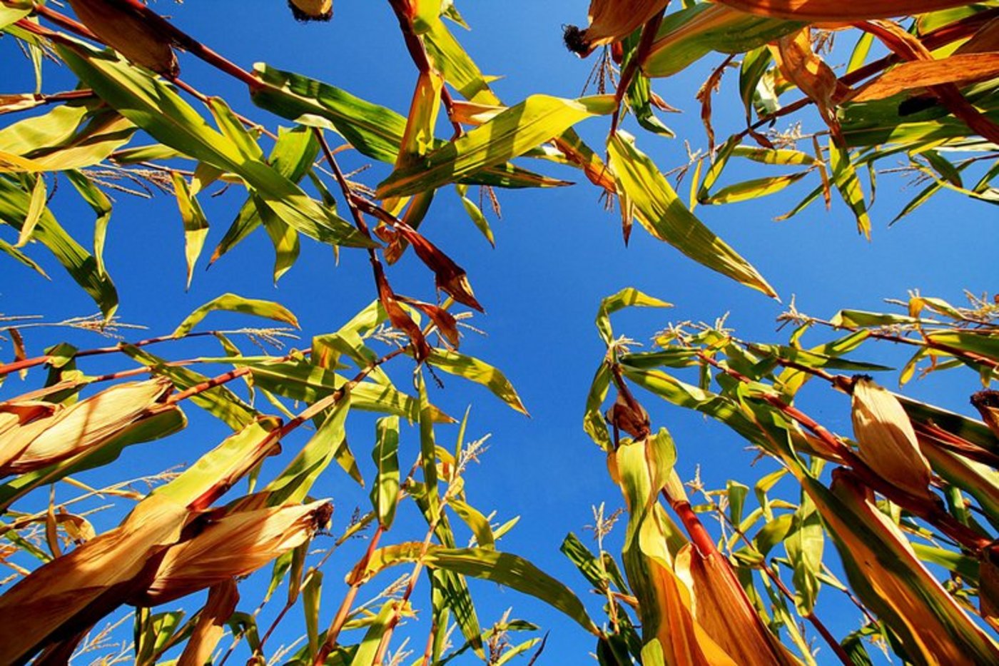 Vor 20 Jahren kaum mehr angebaut, erlebt der Ribelmais heute eine Renaissance. (Carolin Stephan/landwirtschaft.ch)