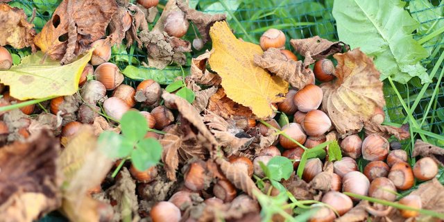 Auch in der Schweiz werden Haselnüsse produziert, es handelt sich jedoch um eine Nische. (Bild lid/mg)
