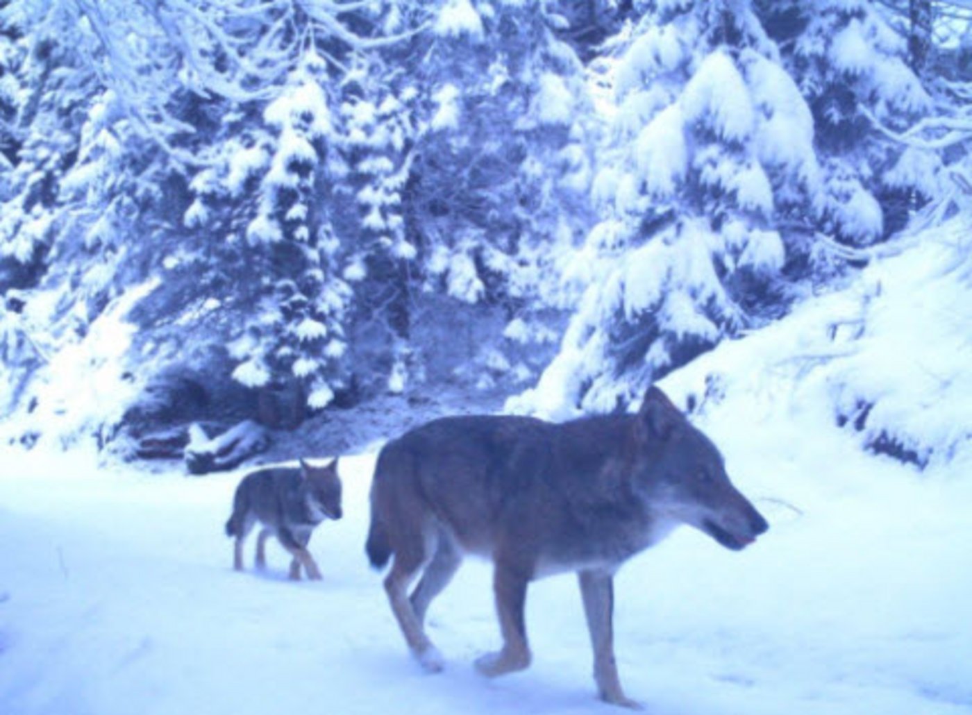 erwischte die Kamera gleich deren zwei. Mit solchen ...