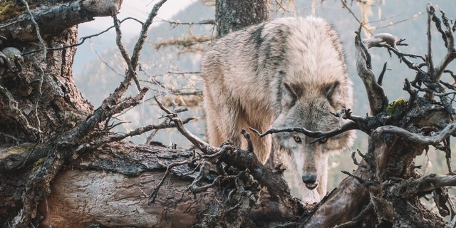 Die Gantrisch-Wölfin wurde erlegt, als sie erneut versuchte, in eine Nutztierherde einzudringen. (Bild Unsplash)