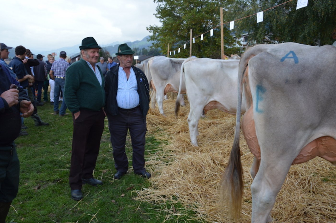 Fachsimpeln bei den Missen des Linthgebietes.
