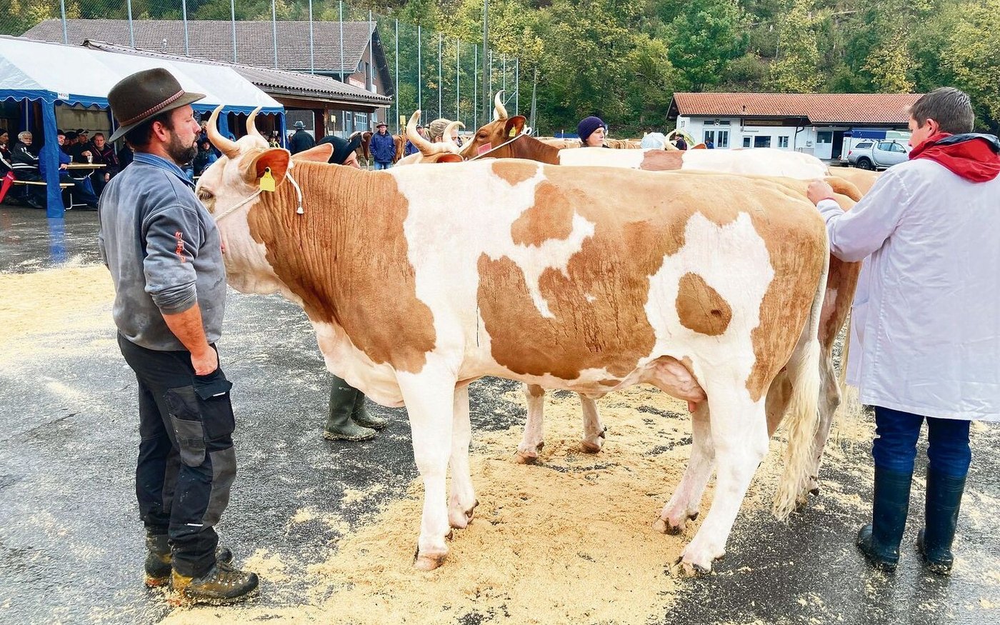 Eine klare Siegerin in der Klasse 3: die reine Niesen Bb Fara (44 44 94) von Hanspeter Zahler-Kurzen aus St. Stephan.