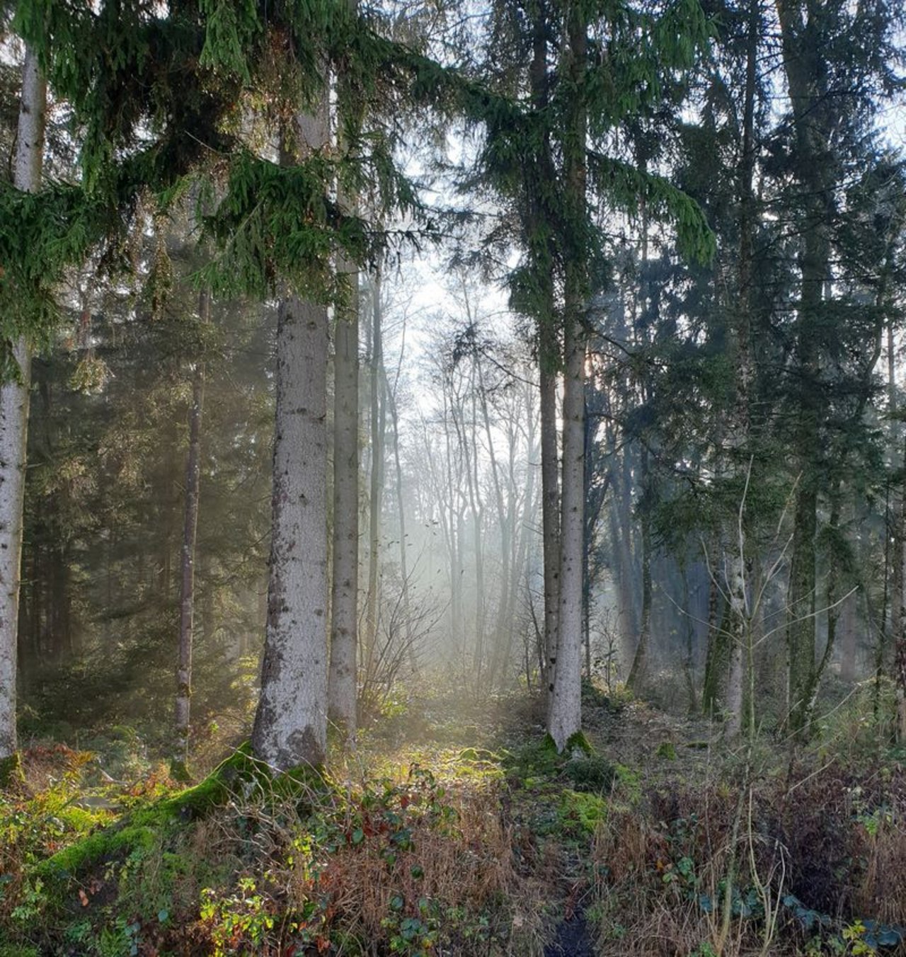 Der Wald ist ein besinnlicher Ort. (Bild lid/ji) 