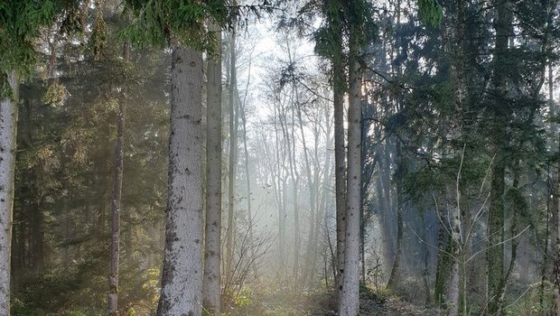 Der Wald ist ein besinnlicher Ort. (Bild lid/ji) 