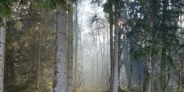Der Wald ist ein besinnlicher Ort. (Bild lid/ji) 