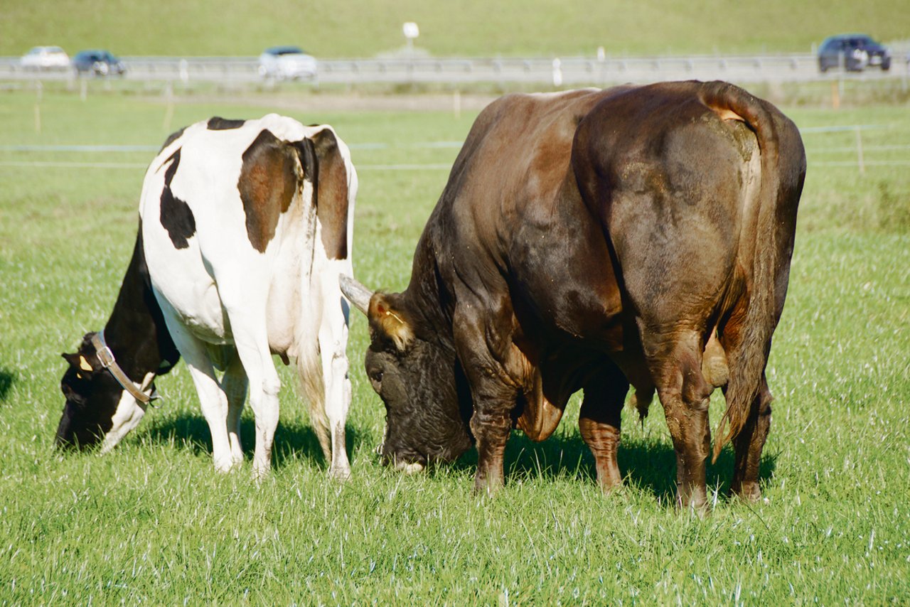 Im Sommer ist der Stier jeweils mit den Kühen auf den Weiden, die sich alle in Stallnähe befinden. Solange niemand die Weide betritt, ist er friedlich.