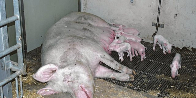 Auch Schweinebetriebe mit wenig Ackerfläche sind von der Massnahme betroffen. (Bild Peter Fankhauser)