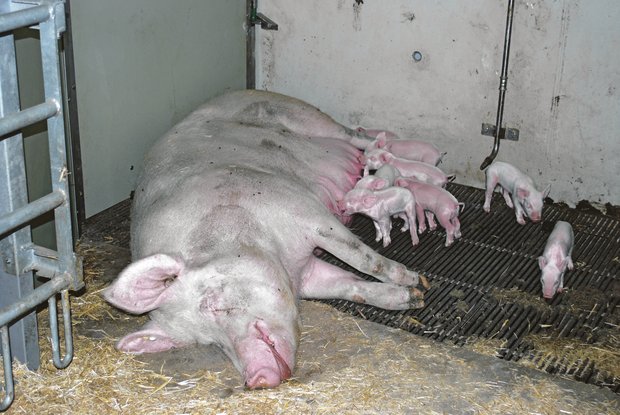 Auch Schweinebetriebe mit wenig Ackerfläche sind von der Massnahme betroffen. (Bild Peter Fankhauser)