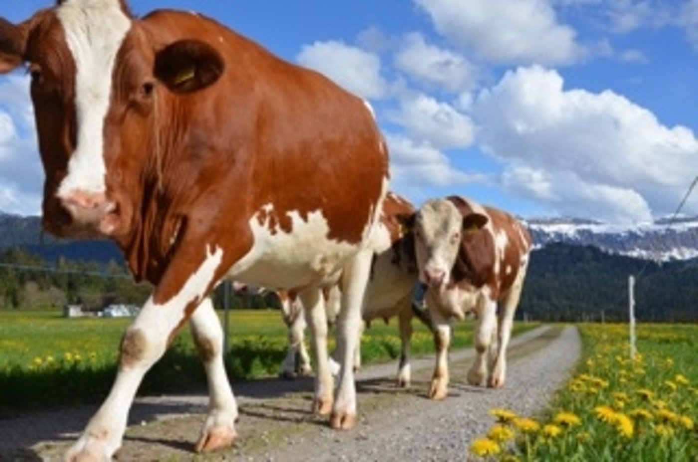 Die Landwirtschaft bietet eine Vielzahl an schönen Motiven. Man muss sie nur entdecken.