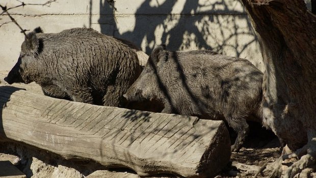 Gezüchtete Wildschweinen sollen nicht mehr transportiert werden. (Bild Pixabay)