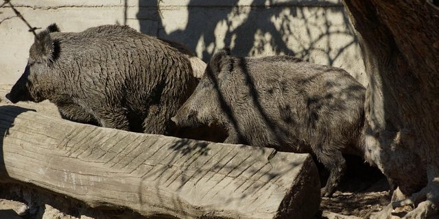 Gezüchtete Wildschweinen sollen nicht mehr transportiert werden. (Bild Pixabay)