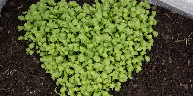 Spricht man von Kresse ist meist die Gartenkresse gemeint. (Bilder Eveline Dudda)