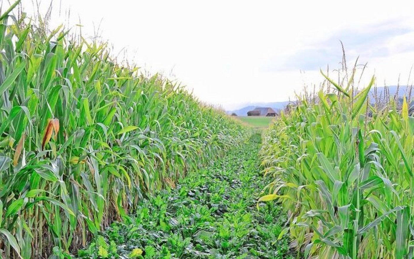 Zwei Hauptkulturen auf demselben Schlag: Hier soll der Mais als Barriere die Zuckerrüben vor krankheitsübertragenden Insekten schützen.