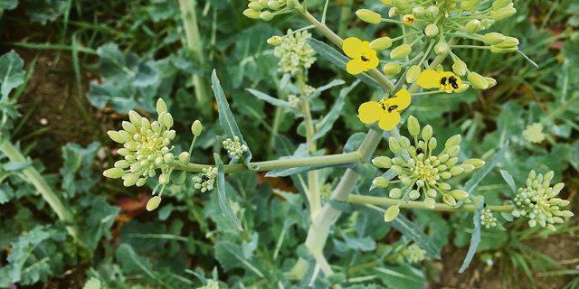 Rapserdfloh, Rapsblattwespe und Stängelrüssler machten keine Probleme beim Sommerraps. Hingegen verursachte der Rapsglanzkäfer grossen Schaden. 