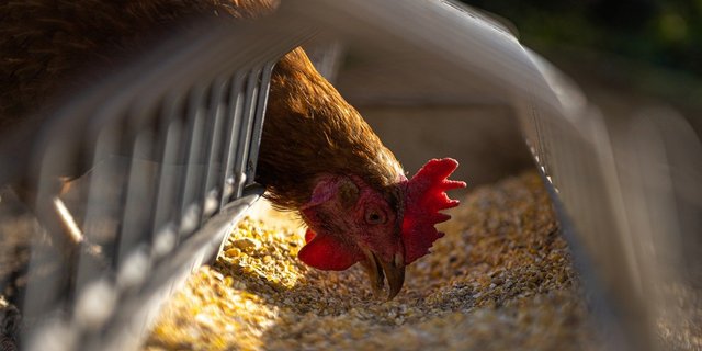 Um eine Übertragung der Vogelgrippe durch Wildvögel zu verhindern, muss Geflügel in Risikogebieten im Stall bleiben. (Symbolbild Pixabay)