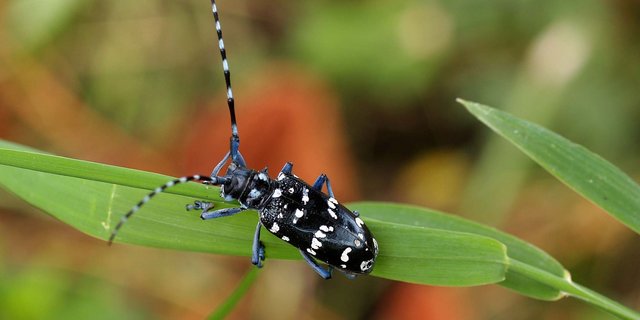 Der Zitrusbockkäfer sieht dem Asiatischen Laubholzbockkäfer sehr ähnlich. Auch er befällt Laubbäume. (Bild: Iwatebud)