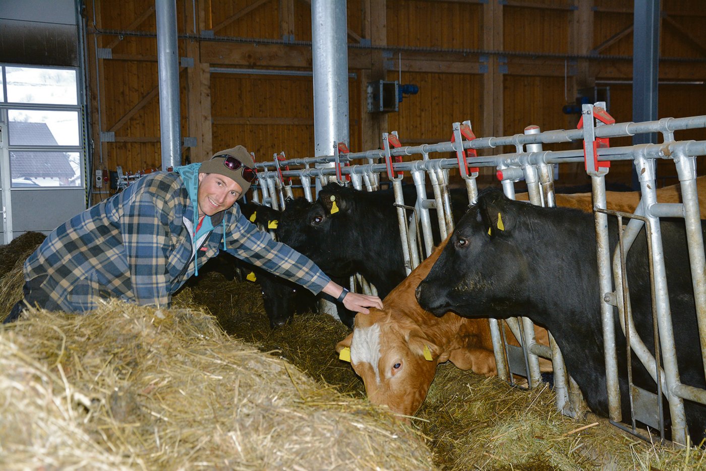 Benjamin Monn im Stall in Hospental mit den Mutterkühen. Obwohl er im Winter Vollzeit auf den Skipisten im Einsatz ist, weiss er immer, was im Stall läuft.)