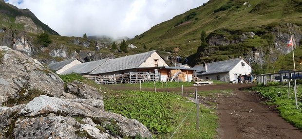Die Alp Albin in Andeer GR liegt auf rund 2000 m ü. M. Zwischen 80 und 90 Kühe werden dort gesömmert und an einem Standort gemolken. (Bild Luzia Melchior)