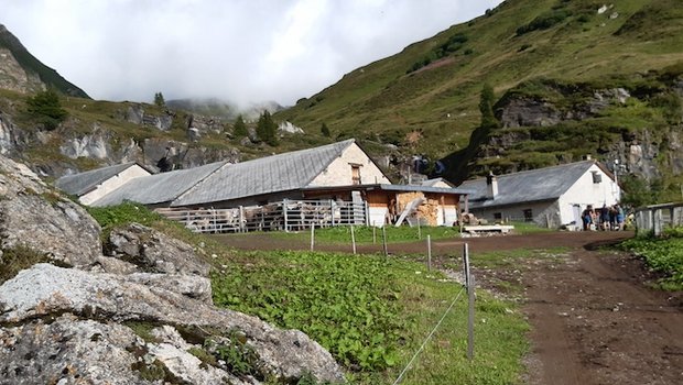 Die Alp Albin in Andeer GR liegt auf rund 2000 m ü. M. Zwischen 80 und 90 Kühe werden dort gesömmert und an einem Standort gemolken. (Bild Luzia Melchior)