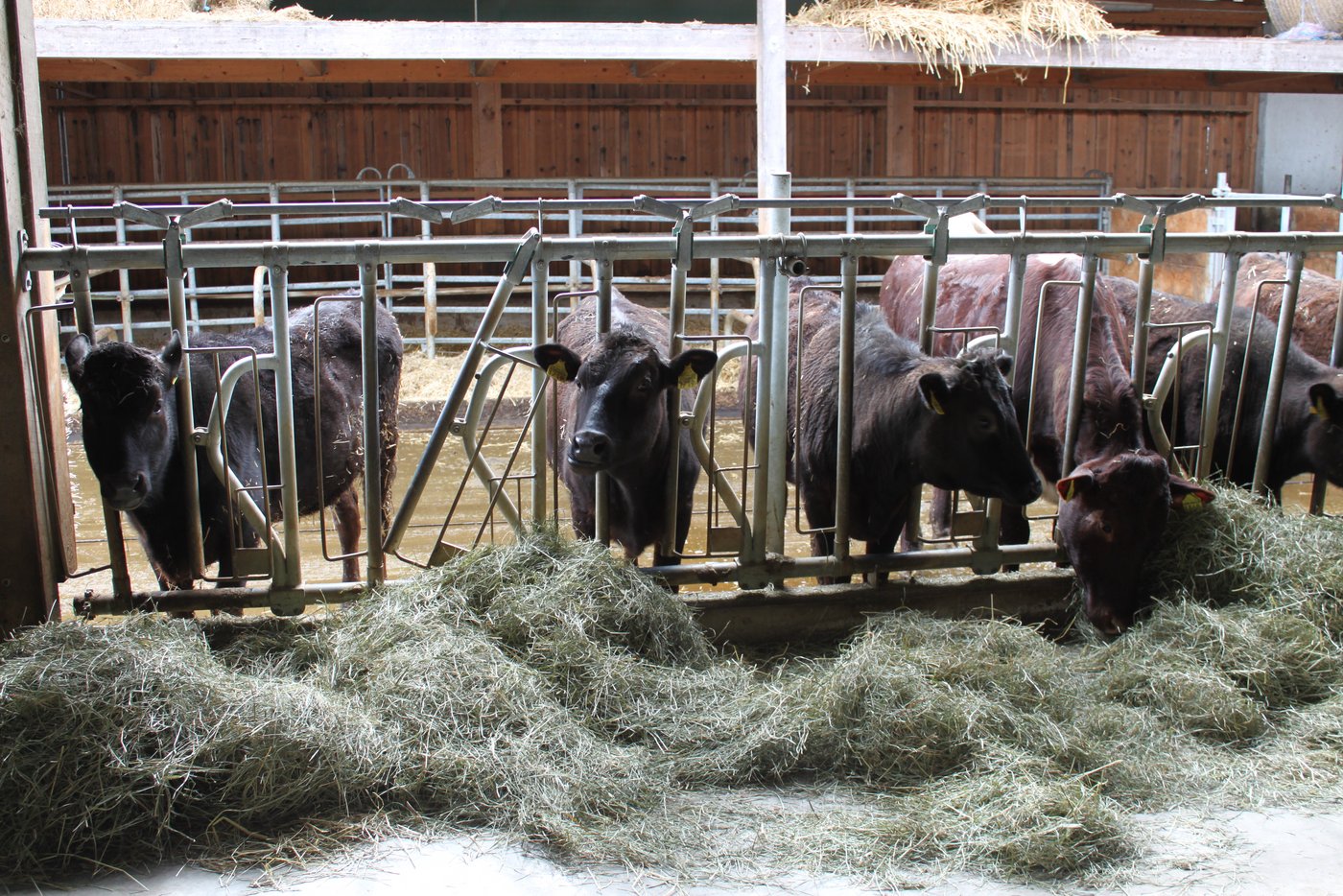 Nicht alle Tiere in der Herde sind Wagyus. Letztere sind in der Fütterung eine eher intensive Rasse.