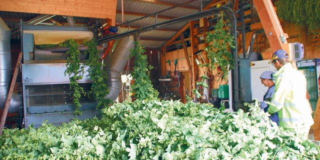 Die Zugkette zieht die ganzen Hopfenstöcke in eine Maschine, wo die Dolden von den Pflanzen getrennt werden. (Bild Roland Müller)