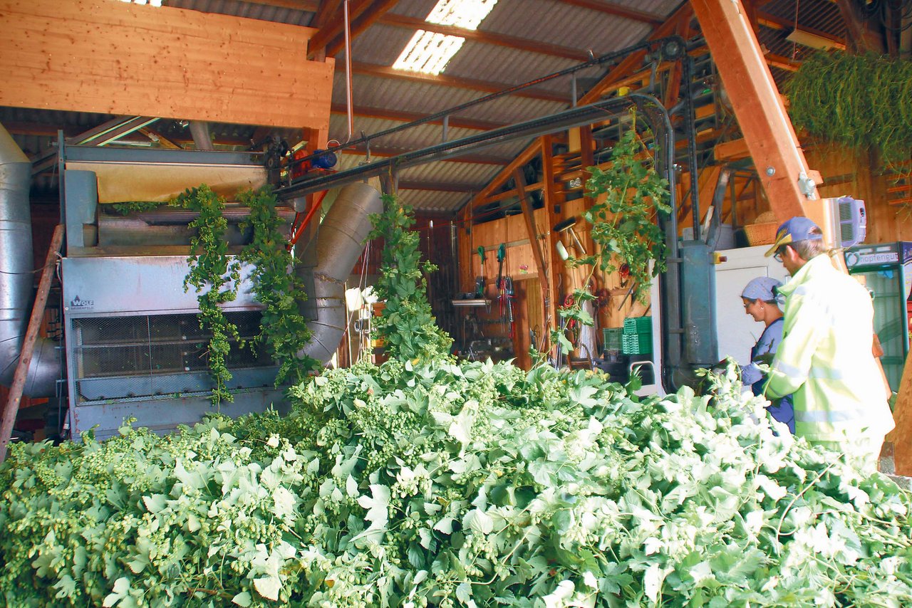 Die Zugkette zieht die ganzen Hopfenstöcke in eine Maschine, wo die Dolden von den Pflanzen getrennt werden. (Bild Roland Müller)