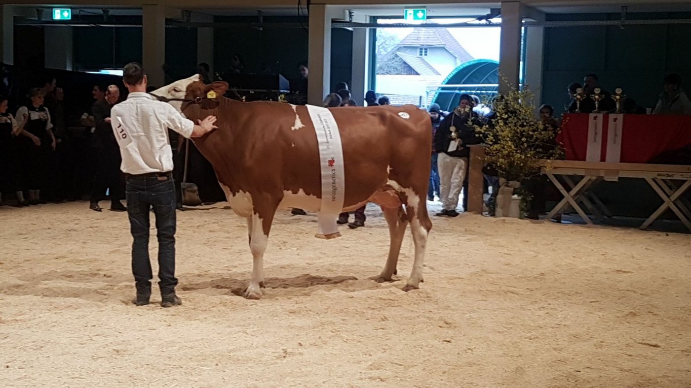 Starkuh der Kategorie SI und SF. Galilea von Hans Bohren, Langnau i. E. (Bilder Simone Barth)