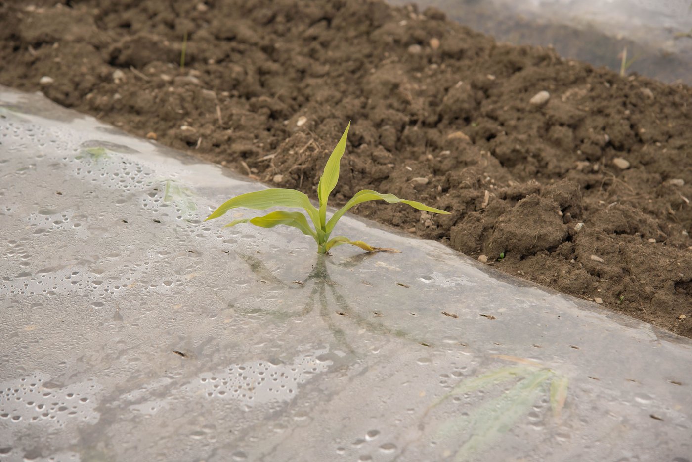 Zuckermais lässt sich mit Hilfe von Folien verfrühen. (Bild David Eppenberger)
