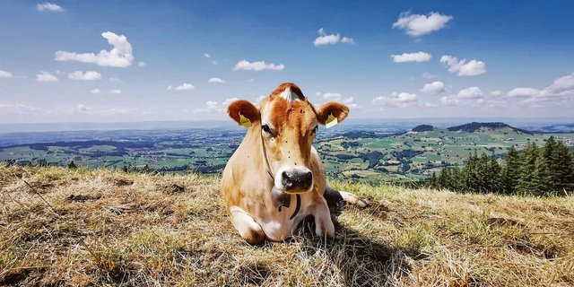 Die aktuell anhaltende Hitze setzt allen zu; Mensch, Tier und Natur haben mit den hohen Temperaturen zu kämpfen. Hitzestress und Futterknappheit beschäftigen die Viehhalter.