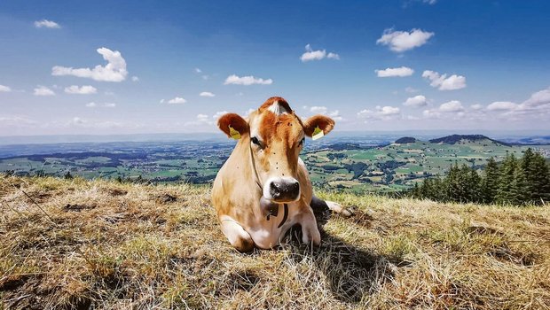 Die aktuell anhaltende Hitze setzt allen zu; Mensch, Tier und Natur haben mit den hohen Temperaturen zu kämpfen. Hitzestress und Futterknappheit beschäftigen die Viehhalter.