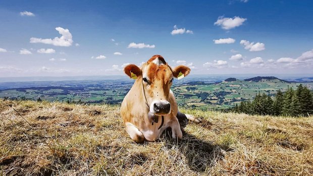 Die aktuell anhaltende Hitze setzt allen zu; Mensch, Tier und Natur haben mit den hohen Temperaturen zu kämpfen. Hitzestress und Futterknappheit beschäftigen die Viehhalter.