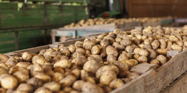 Kartoffeln sollen am Lager stabil bleiben und nicht keimen. Bild: Fotolia